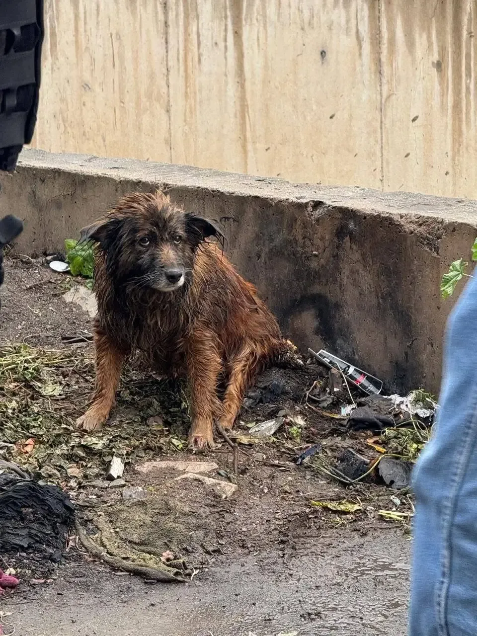 Un heroico ciudadano y la Policía Municipal salvaron a un perro en peligro en la colonia Libertad.