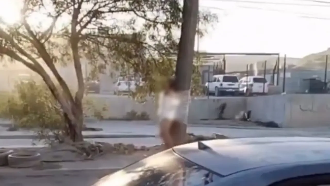 Un hombre fue desnudado y atado a un árbol en Tijuana por infidelidad.