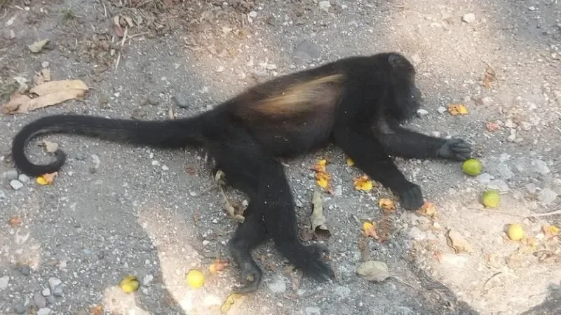 Un mono saraguato, especie en peligro de extinción, en su hábitat natural.