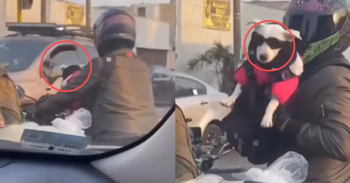 Un motociclista muestra a su perro vestido de "biker" en el tráfico.