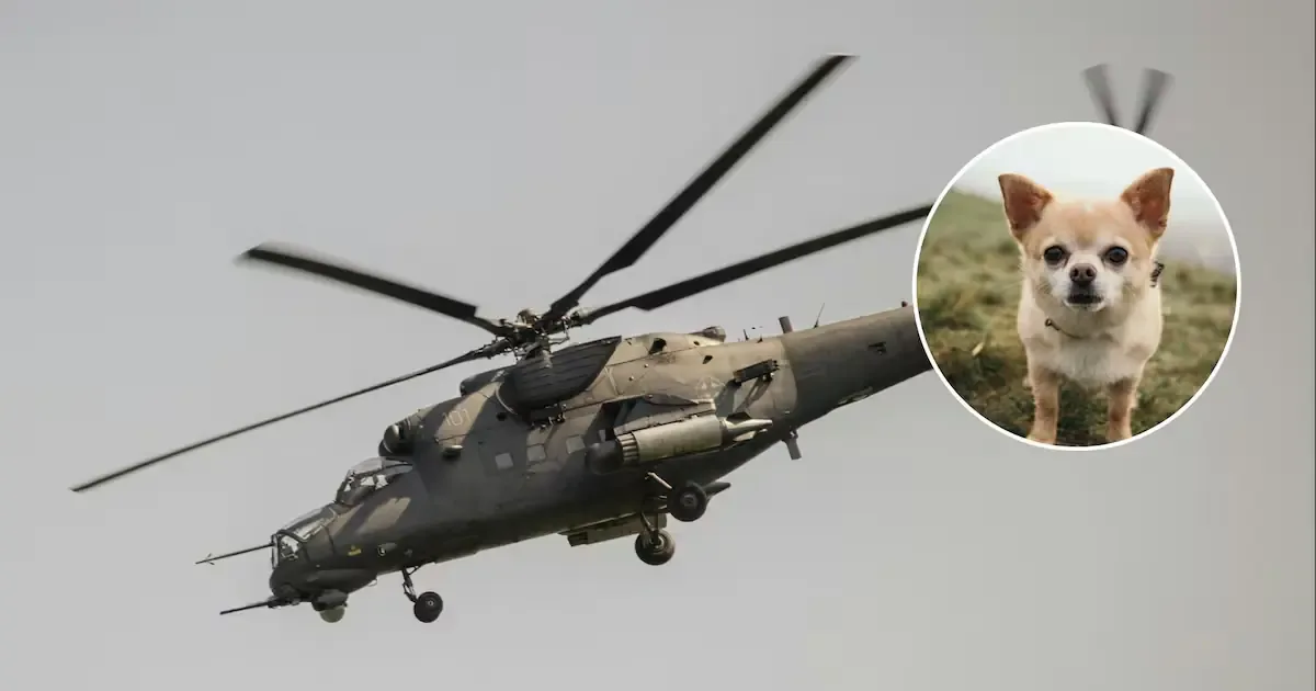Un perro chihuahua es el único sobreviviente de un accidente aéreo que dejó 15 víctimas mortales en Perú.