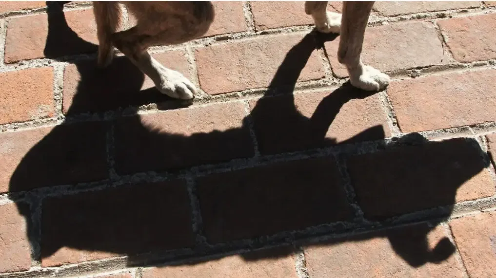 Un perro fue víctima de cruel trato en Ciudad Juárez, provocando alarma social.