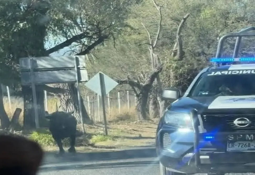 Un toro descontrolado causa lesiones y daños en Pedro Escobedo, activando protocolos de seguridad.