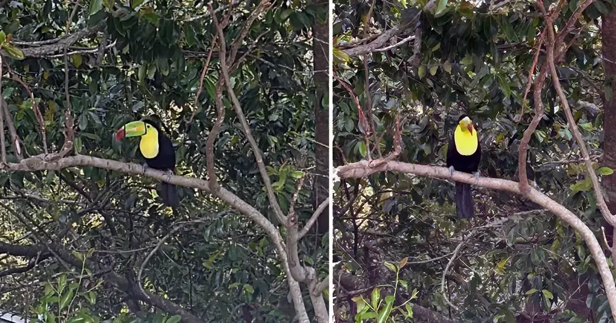 Un toucan avistado en Florida genera asombro y teorías sobre su origen.