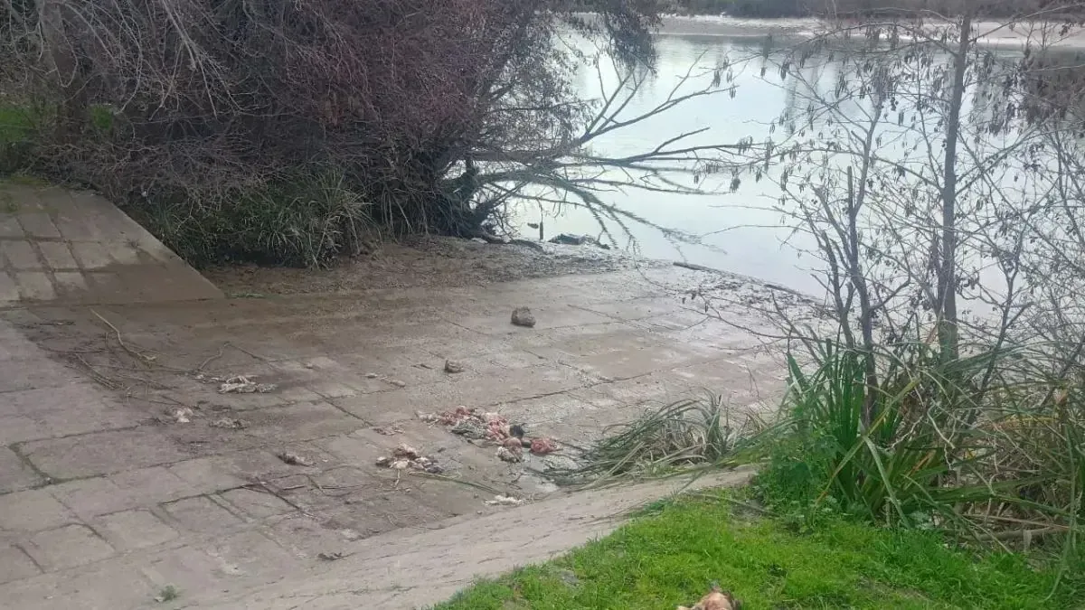 La aparición de restos de animales despierta alarma entre los vecinos de la costanera.