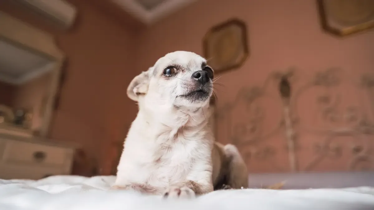 Un video de TikTok destaca la paciencia de un Chihuahua con su dueña anciana.