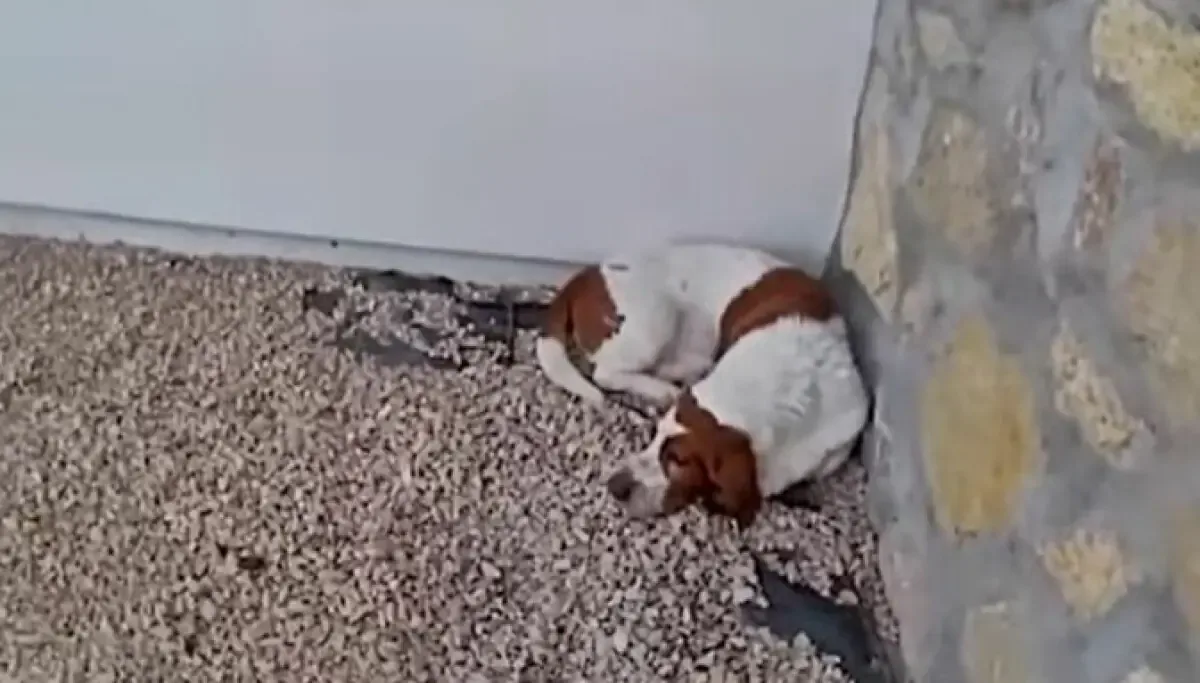 Un video viral influyó en la decisión judicial contra Luis Javier Cobos Jr. por maltratar a dos perros.