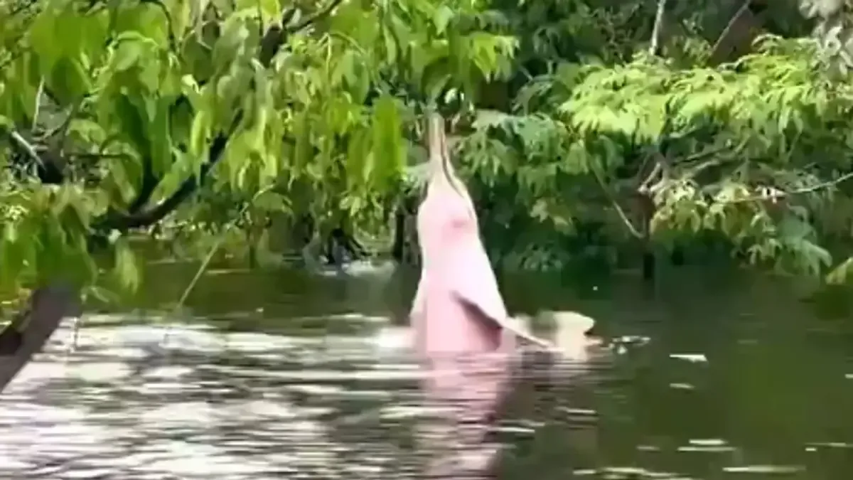 Un video viral muestra la belleza de esta especie en peligro de extinción y la necesidad de conservación.