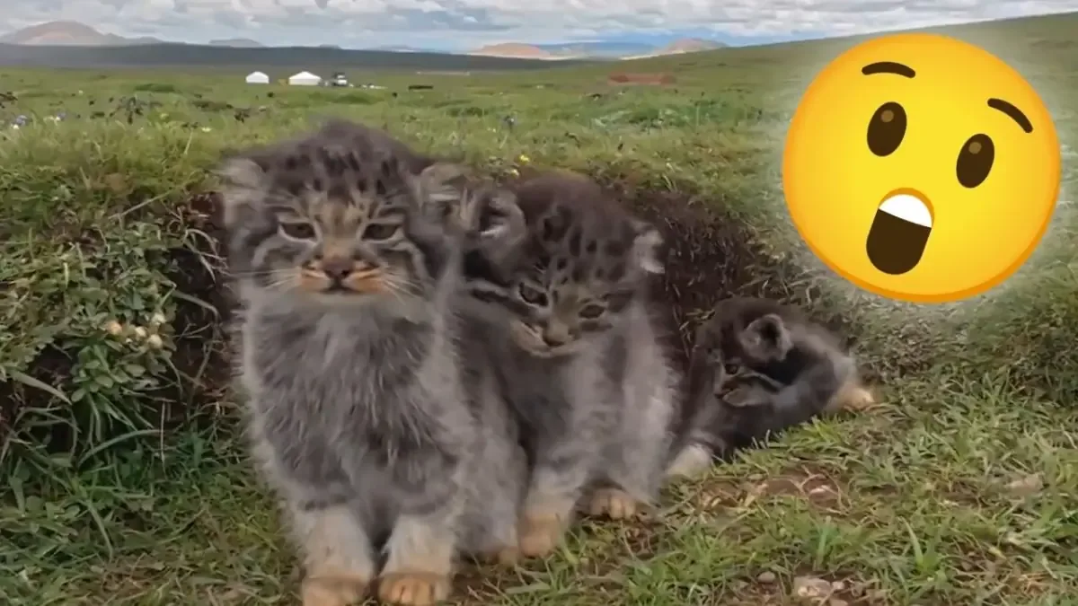 Un video viral revela la vida de la vulnerable especie en su hábitat natural.