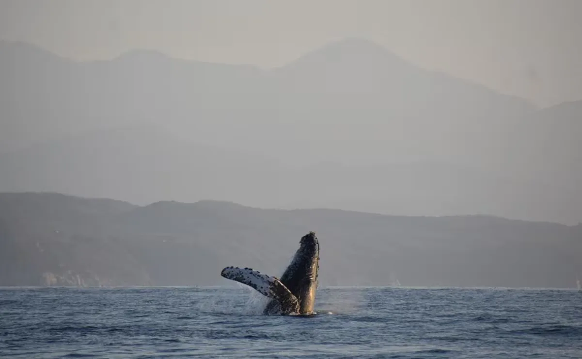 Una ballena jorobada emerge en las aguas costeras de Oaxaca.