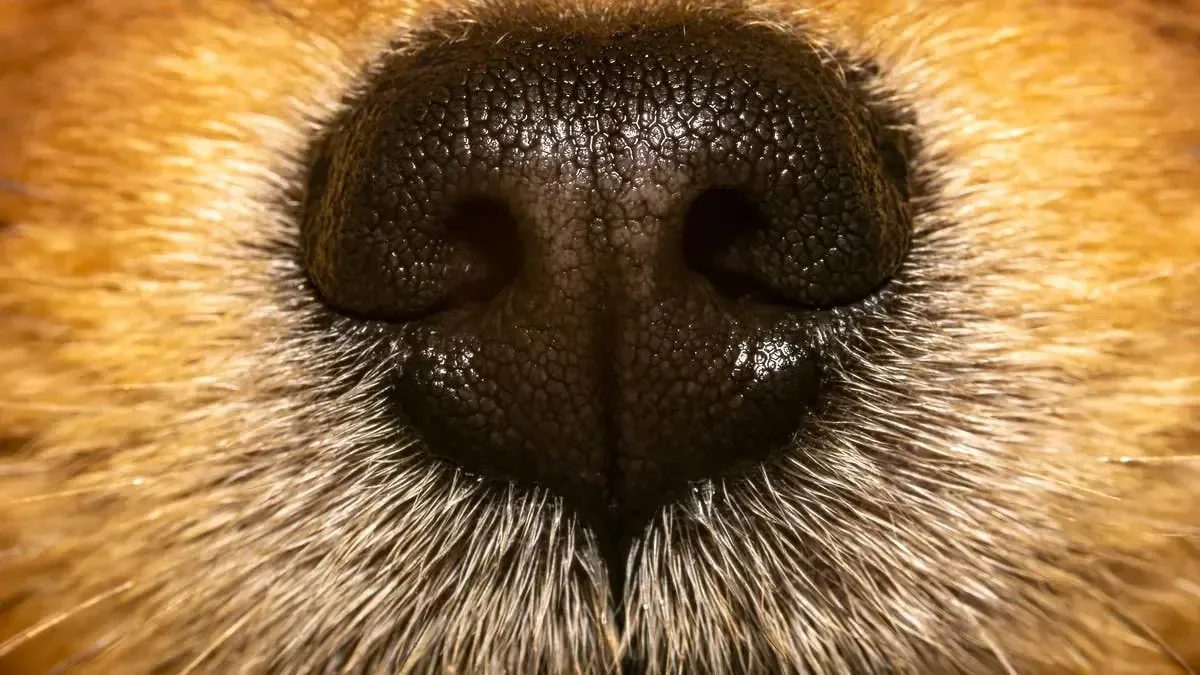 Ravioli, un perro híbrido, ha capturado la atención por su inusual combinación de rasgos.