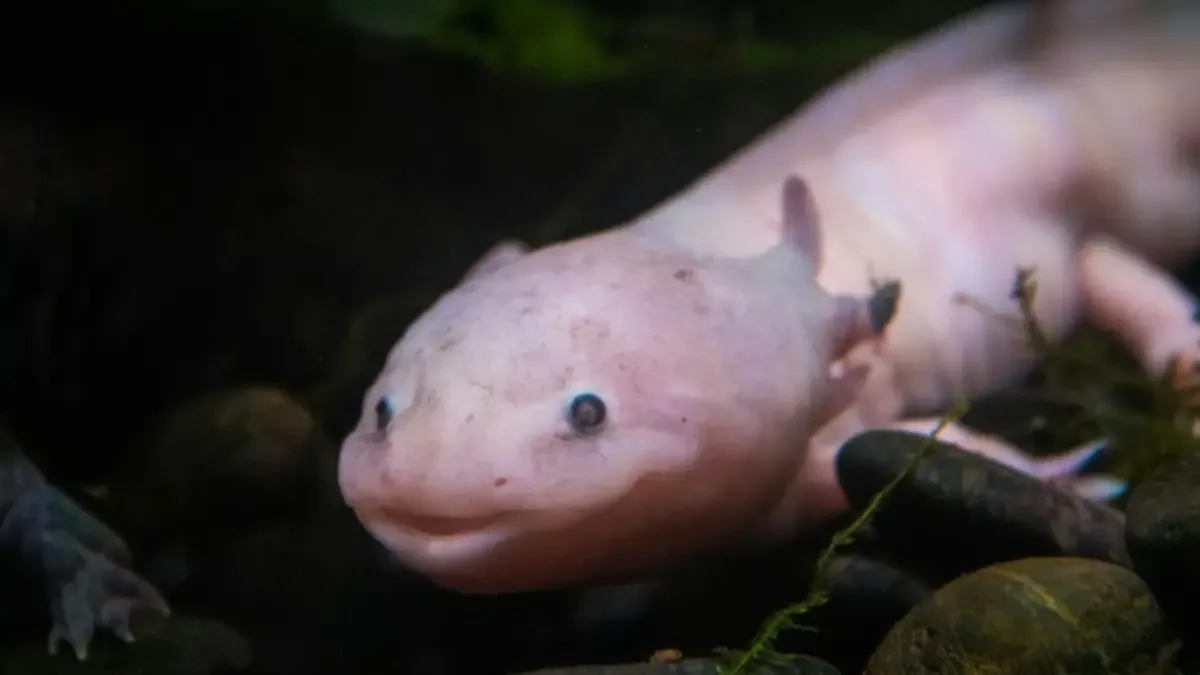 Una niña rescató un axolote mexicano en Gales, generando conciencia sobre esta especie en peligro.