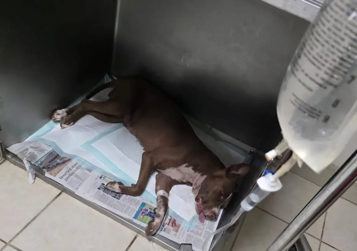Una perrita fue víctima de violencia, resultando en su eutanasia; el agresor recibió una sentencia de seis meses.