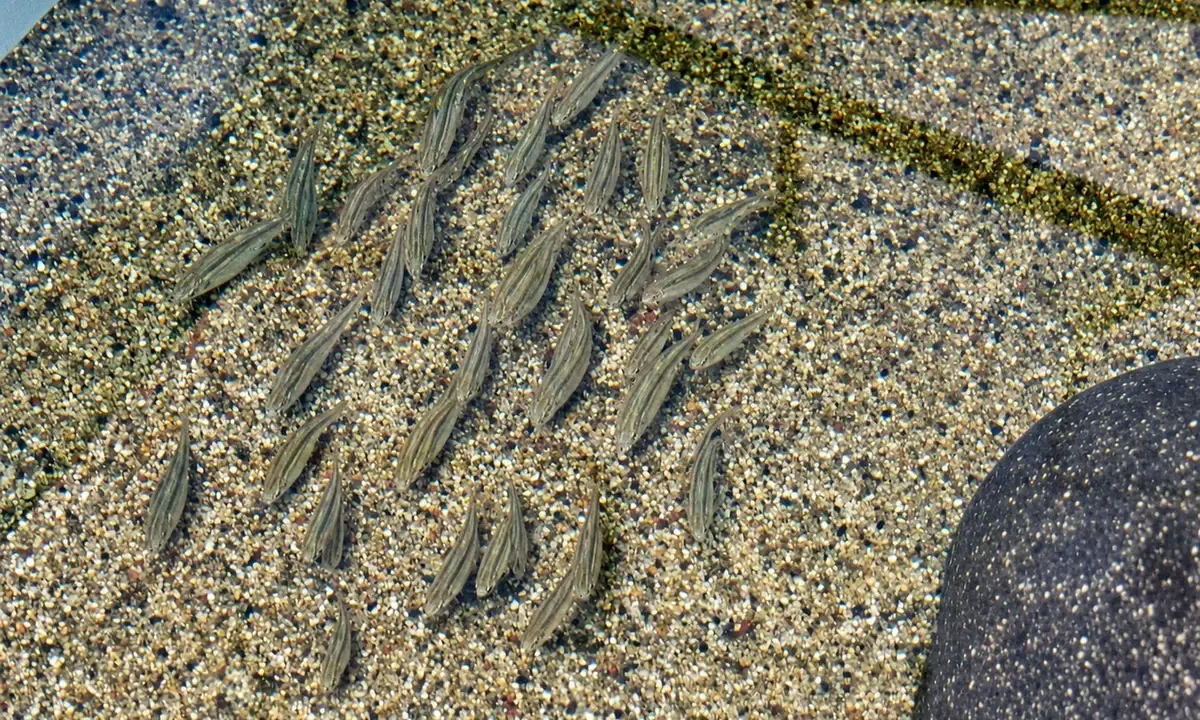El refugio busca resguardar peces nativos del río Sonoyta ante la pérdida de hábitats acuáticos.