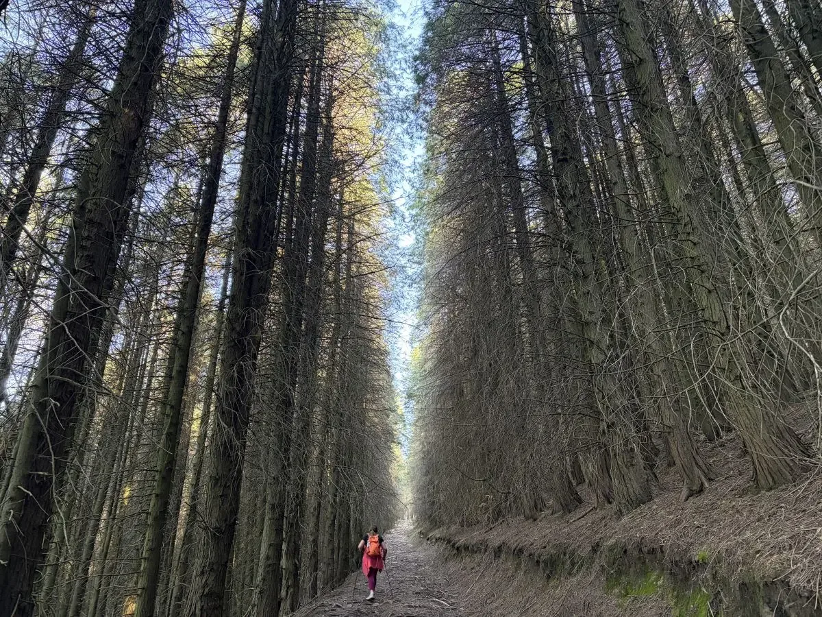Este bosque en Elduain cautiva por sus cipreses y su atmósfera tenebrosa.