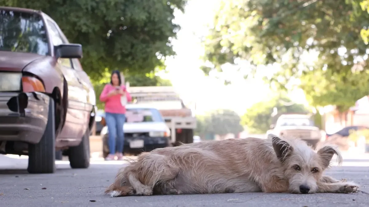 La falta de atención sobre el maltrato animal en Puebla genera preocupación entre ciudadanos.