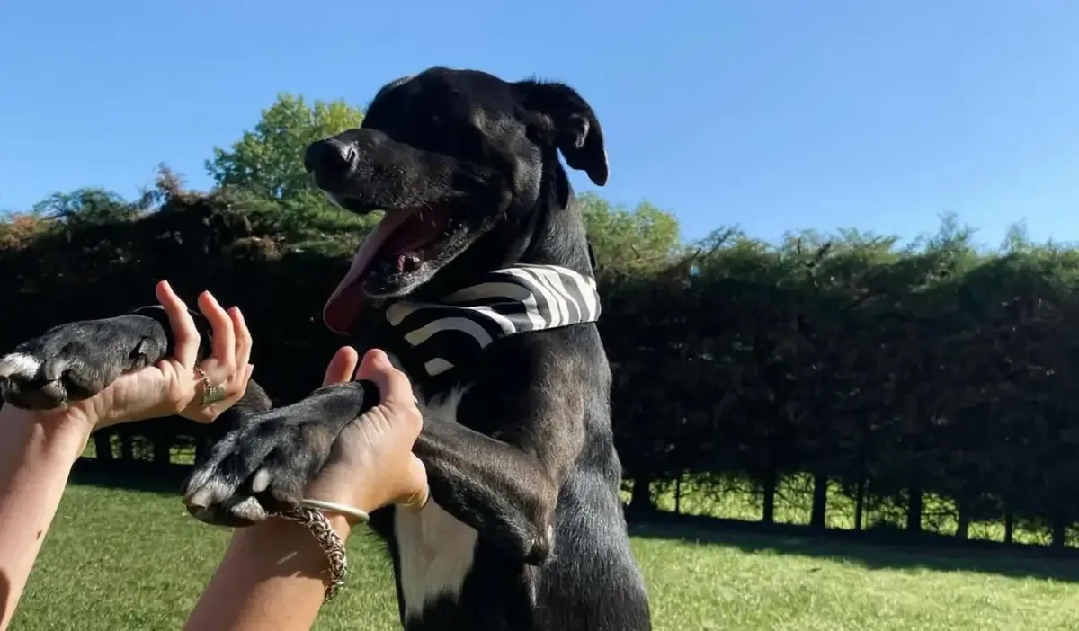 La vacunación antirrábica gratuita ayuda a prevenir la rabia en mascotas y fomenta la tenencia responsable.