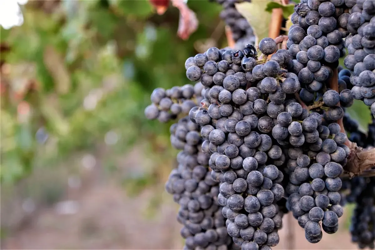 El evento "Viñadas 2026" promoverá la viticultura y la gastronomía en julio en el corazón del Valle de Guadalupe.