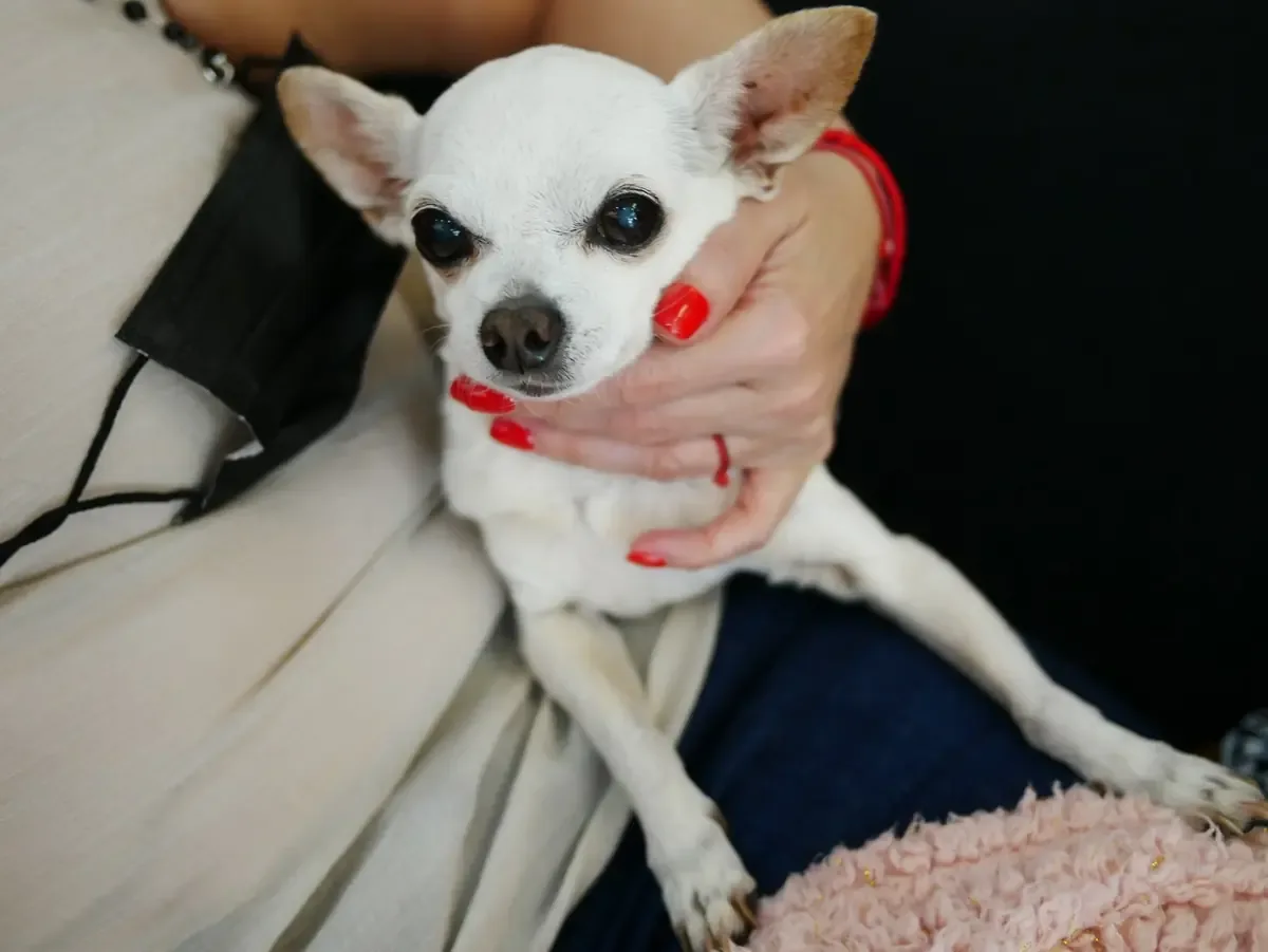 La emotiva reunión de madre e hija canina conmueve en un nuevo inicio de vida.