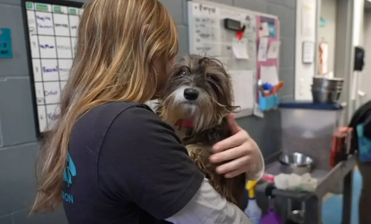 "Varios de los perros rescatados esperando su traslado a hogares de acogida."