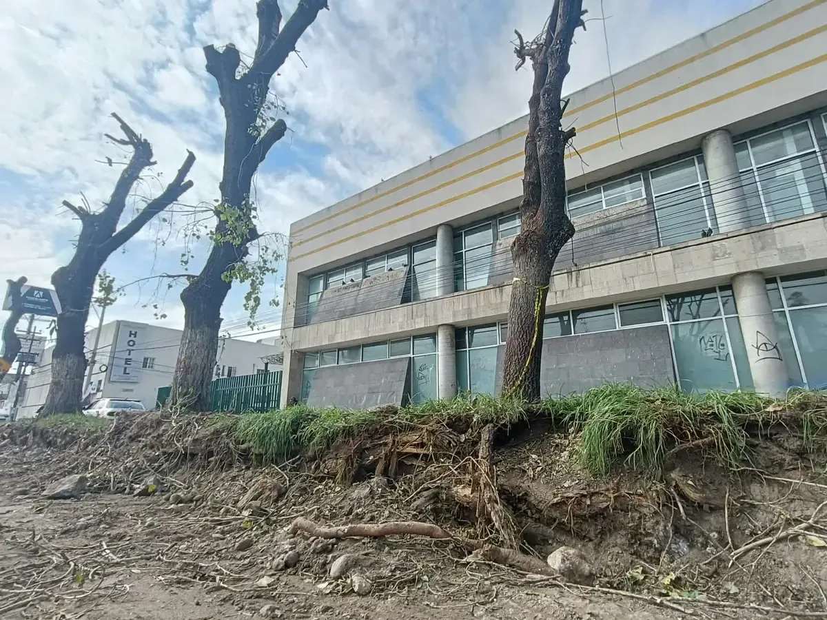 La obra de reconstrucción de la calzada Melchor Ocampo provocó protestas y daños a la flora local.