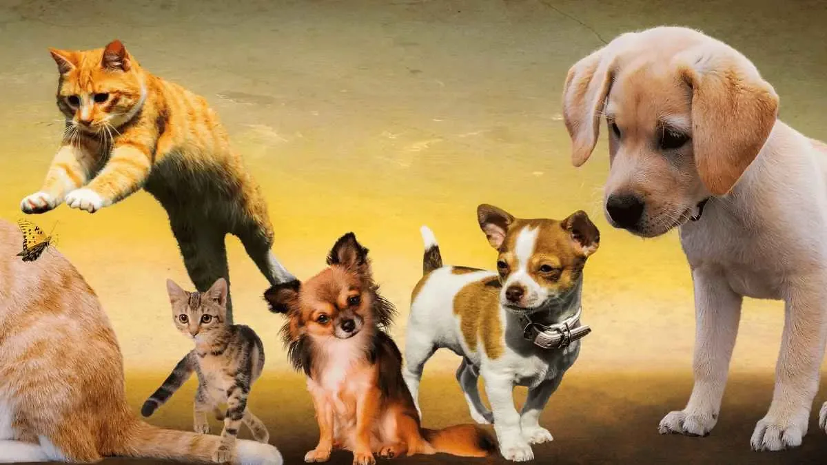 SimiPet Care se expande con consultas veterinarias económicas en diferentes estados de México.