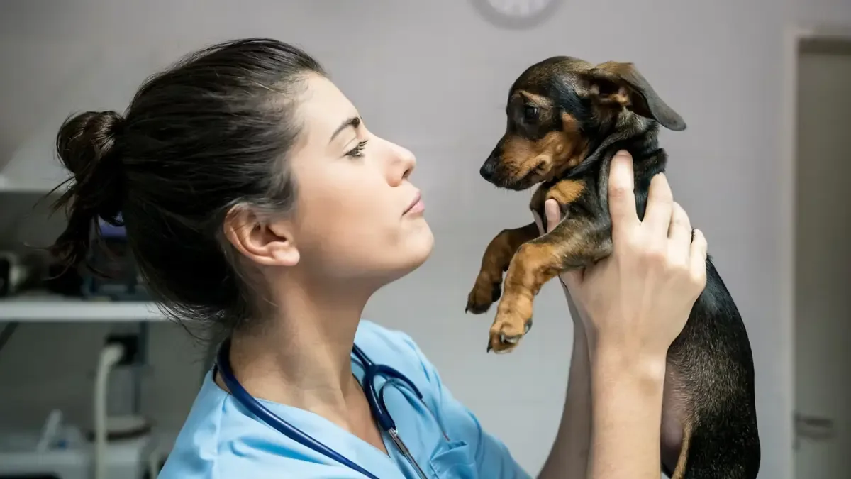 La etología felina revela que los gatos integran comportamientos humanos que pueden enriquecer su vida diaria.