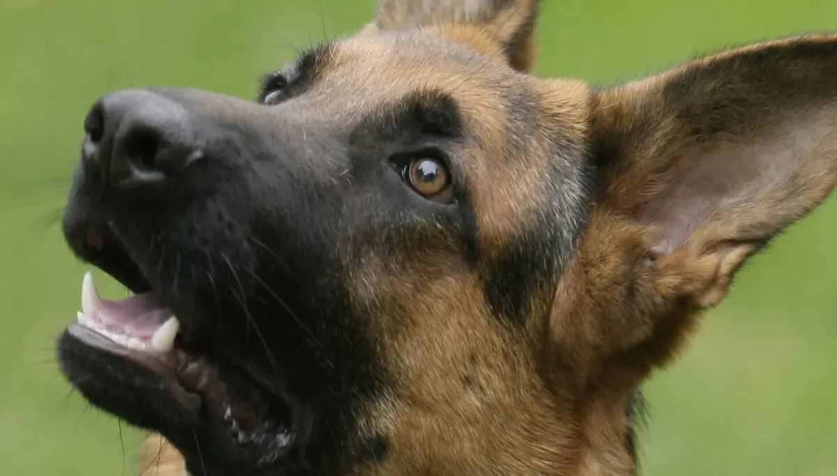 Seguir un horario puede ser clave para mejorar el entrenamiento de mascotas en casa.