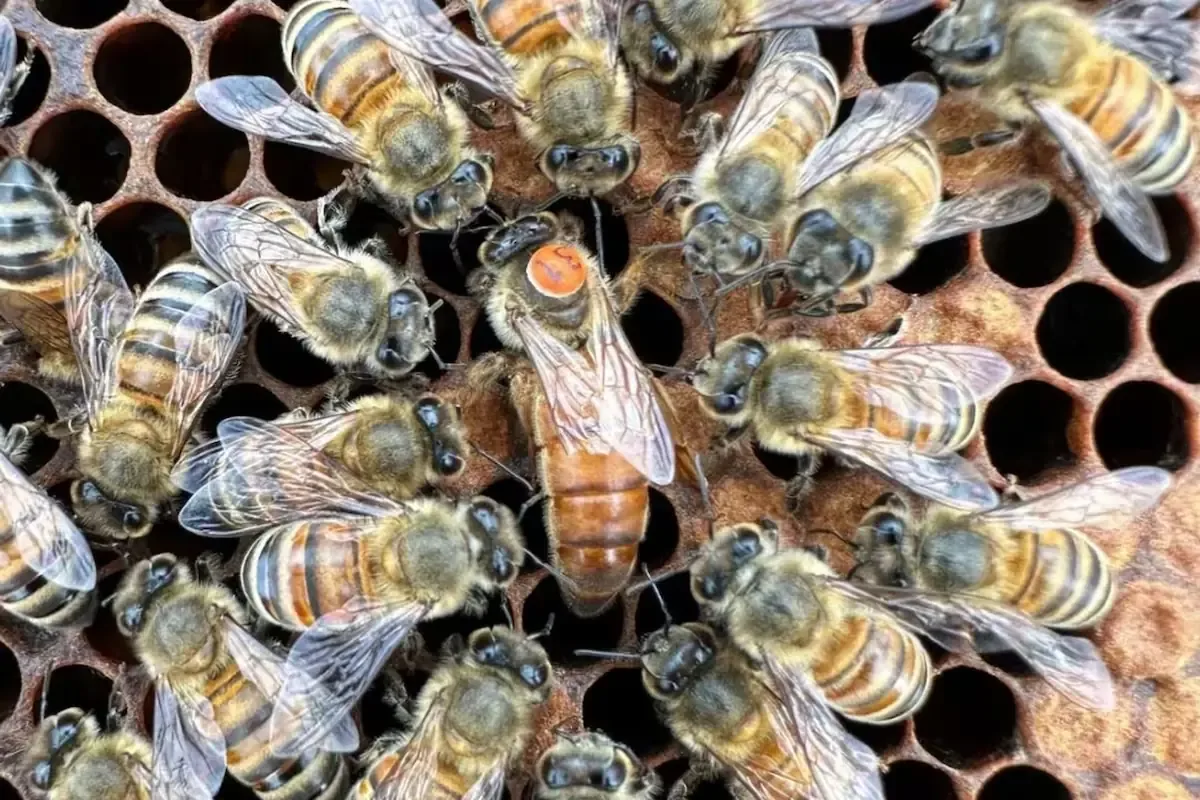 La Universidad de Georgia capacita veterinarios para atender a las abejas melíferas, esenciales para la agricultura y amenazadas por diversas causas.