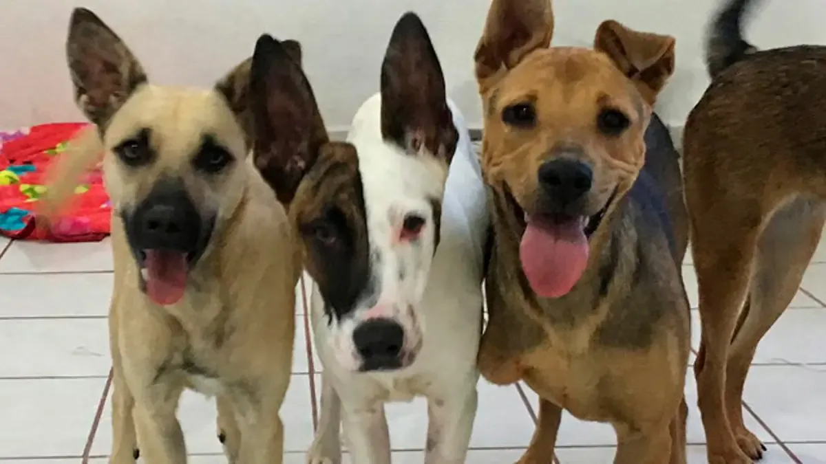 Veterinarios recomiendan revisar mascotas tras detectar larvas en heridas.
