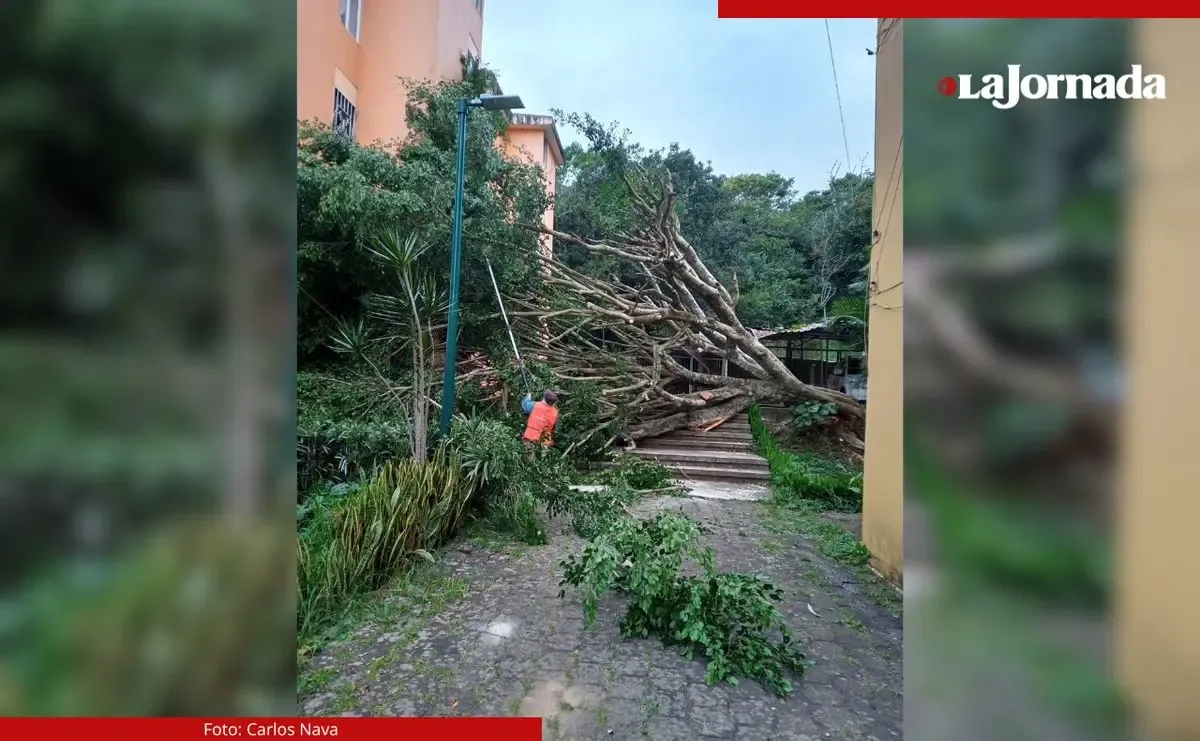 Viento del Frente Frío 28 derriba árboles en Xalapa, afectando el suministro eléctrico.