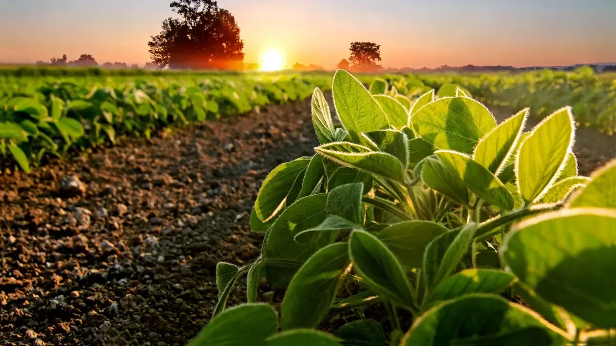La amenaza de virus en cultivos podría encarecer alimentos y afectar la economía de las familias.