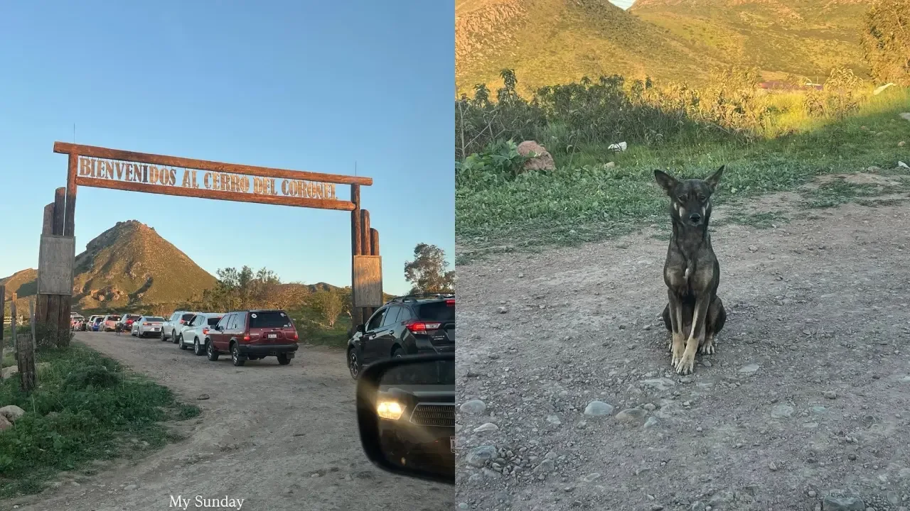 Visitantes del Cerro El Coronel buscando ayudar a perros en mal estado.