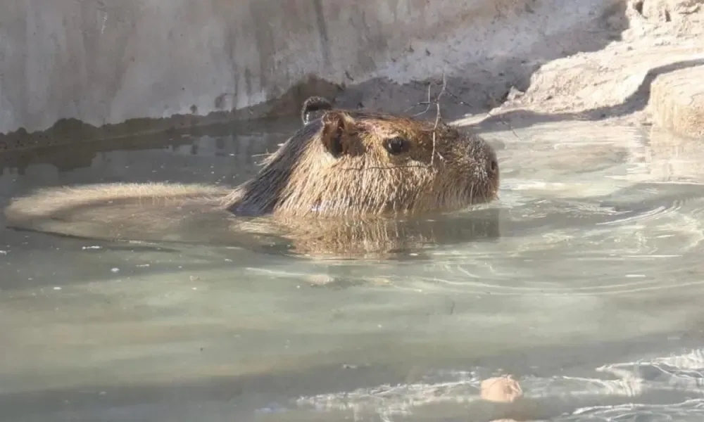 Visitantes en el Centro Ecológico de Sonora observando al nuevo capibara.
