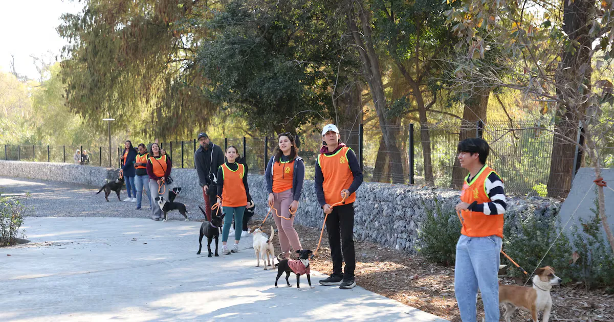 Voluntarios pasean perritos del Centro Estatal de Atención Animal en Monterrey.
