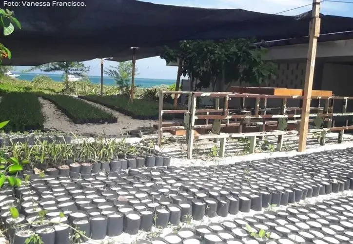 Voluntarios trabajan en la restauración de dunas en Puerto Morelos.