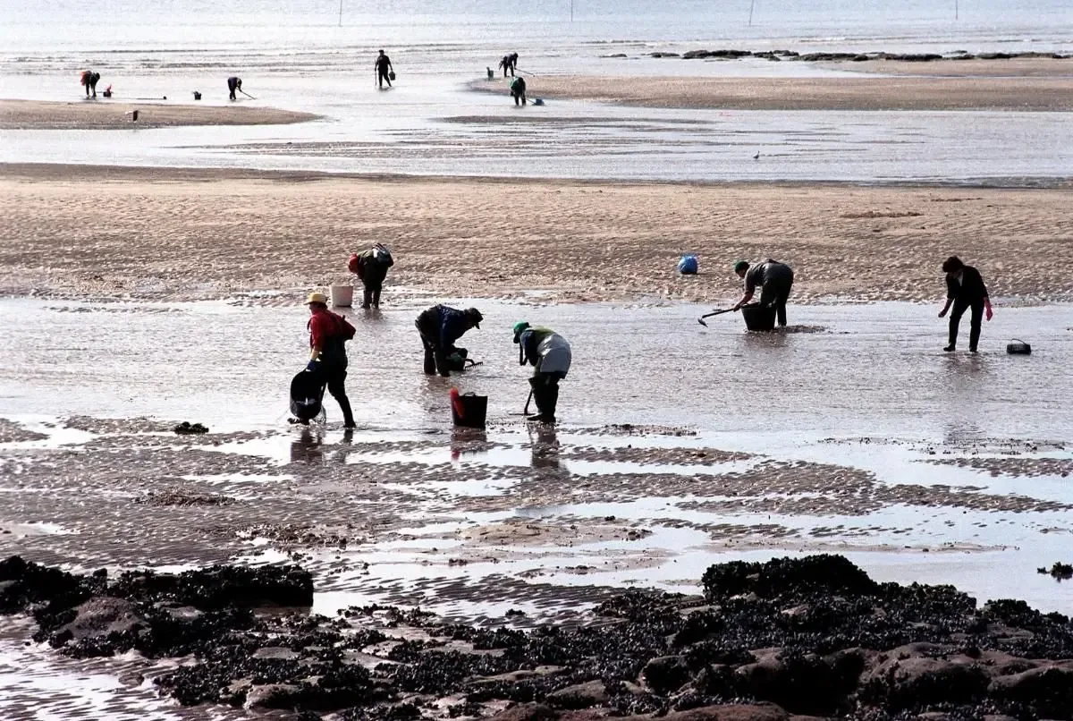 Se firmará convenio con la Cofradía de Pescadores de Noia para regenerar bancos marisqueros tras los temporales.