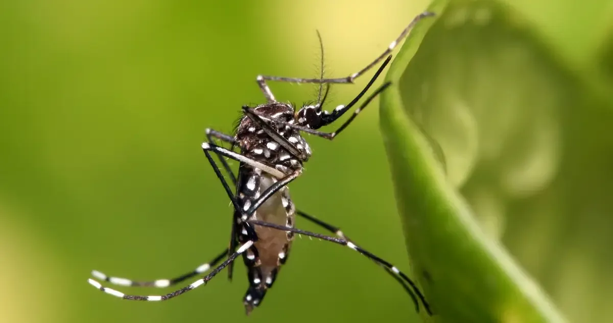 Expertos señalan que el cambio climático amplifica la presencia de mosquitos en la región.