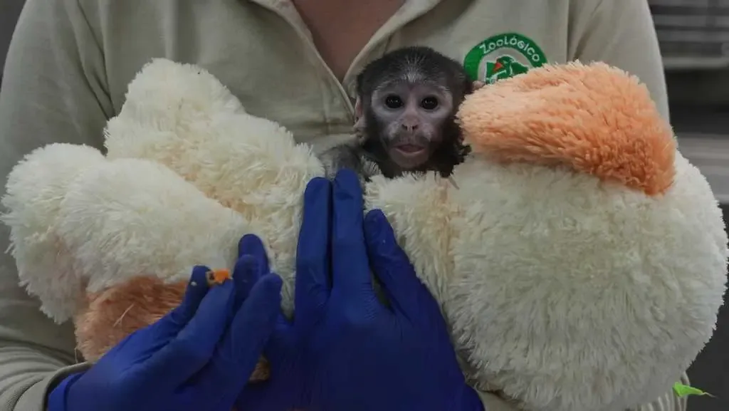 Yuji, un bebé mono patas, recibe cuidado especial tras ser rechazado por su madre.