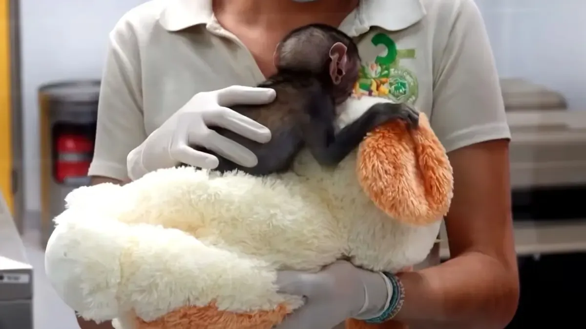 Yuji, un monito patas, ha conmovido a muchos al buscar confort en su peluche, similar a "Punch".