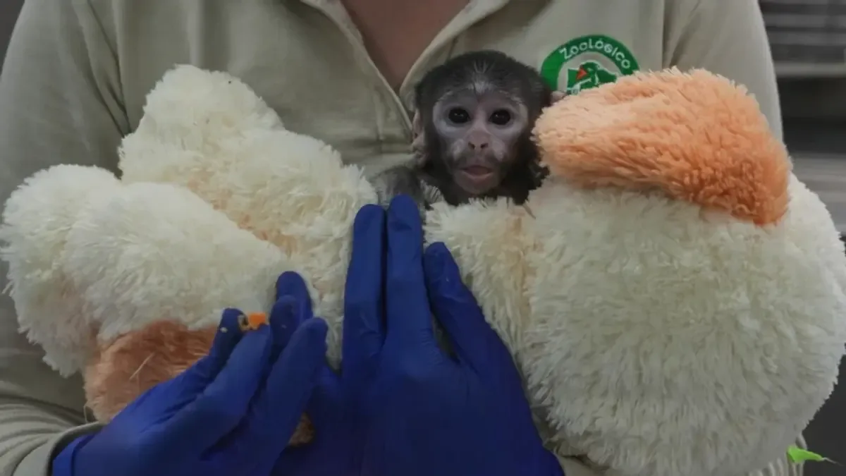 Yuji, un mono patas, es cuidado en el zoológico de Guadalajara tras ser rechazado por su madre.