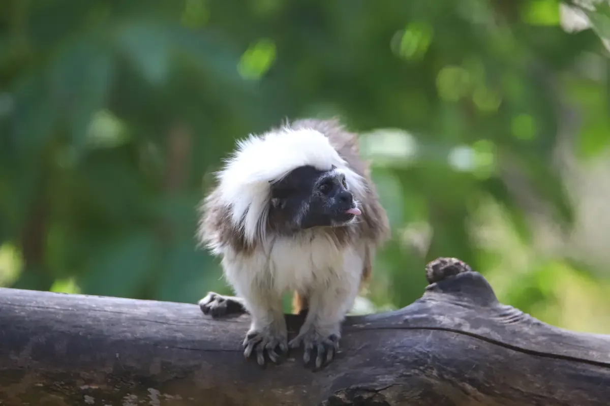 La nueva cría refuerza los esfuerzos del zoológico por la conservación de primates y su hábitat.