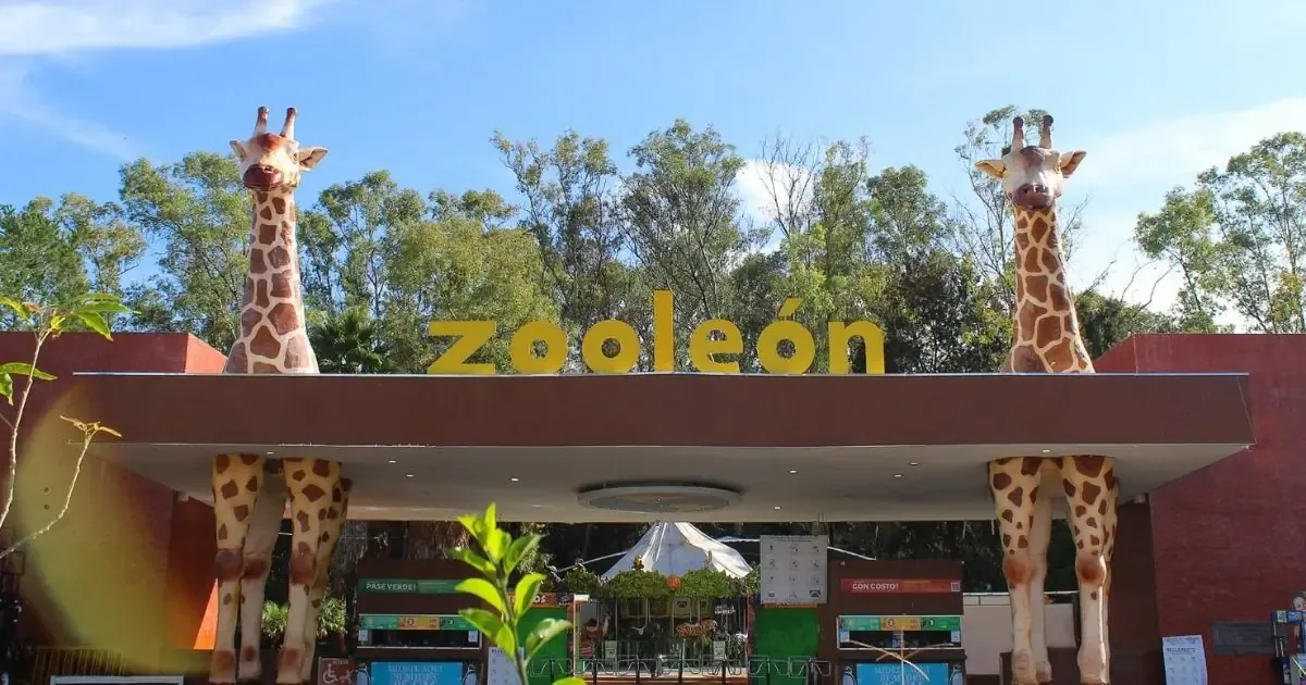 La modernización de ZooLeón incluye mejoras en infraestructura y programas de reproducción de especies en peligro.