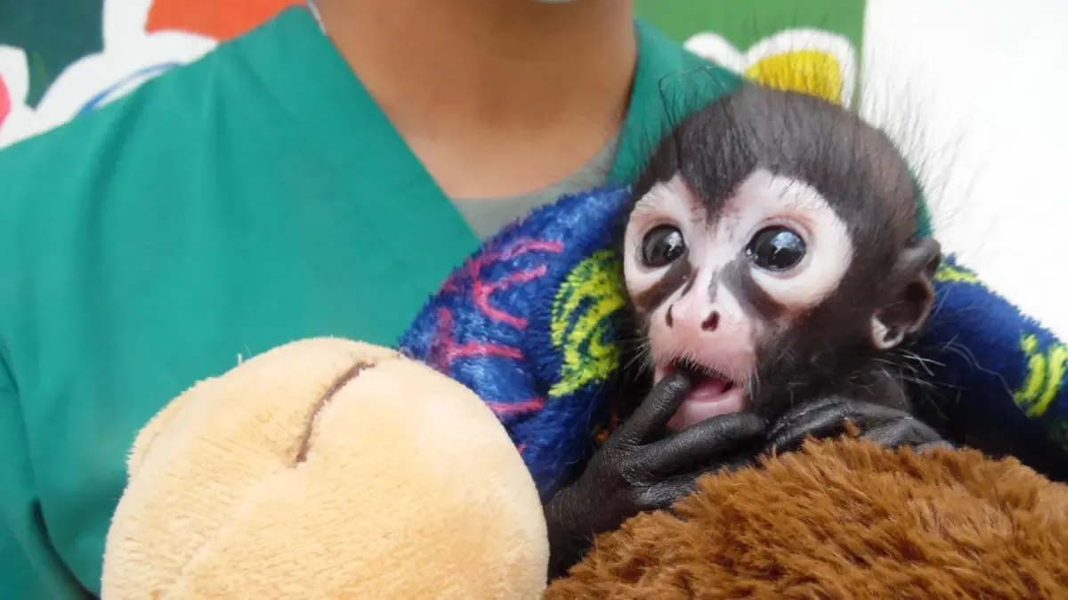 Tommy es una esperanza para la conservación de la especie en peligro de extinción.