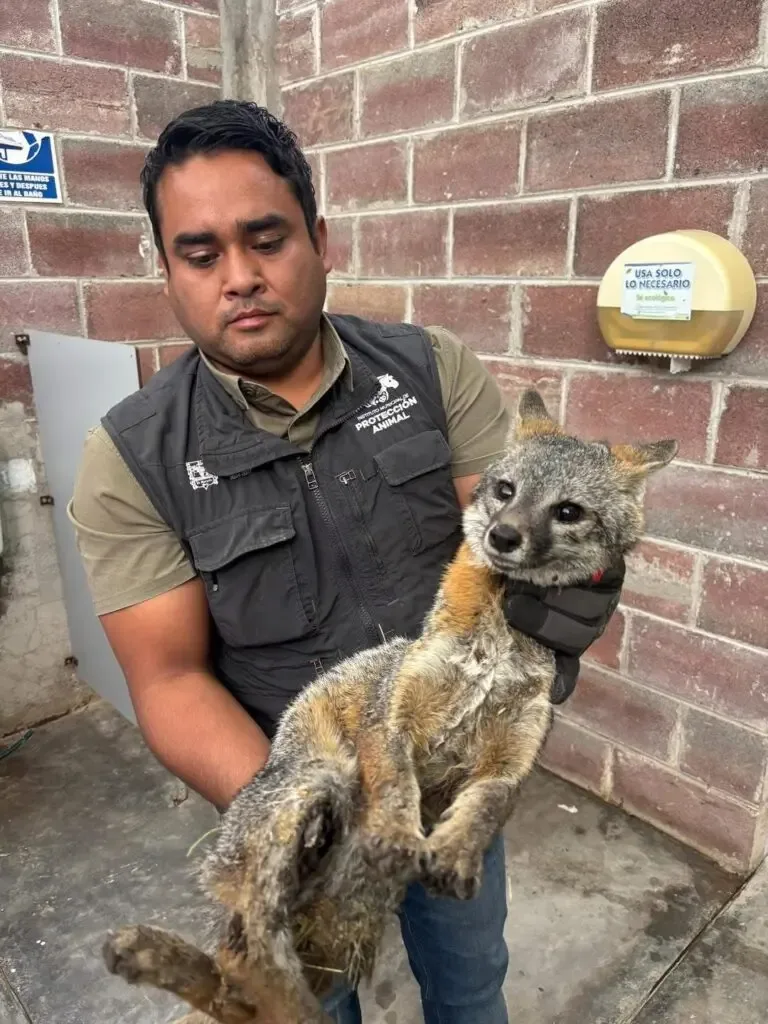 Zorro gris rescatado por el Instituto Municipal de Protección Animal en El Marqués.